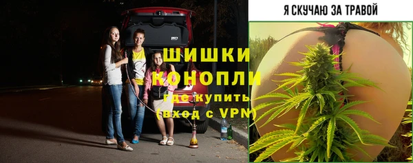 сатива Карпинск